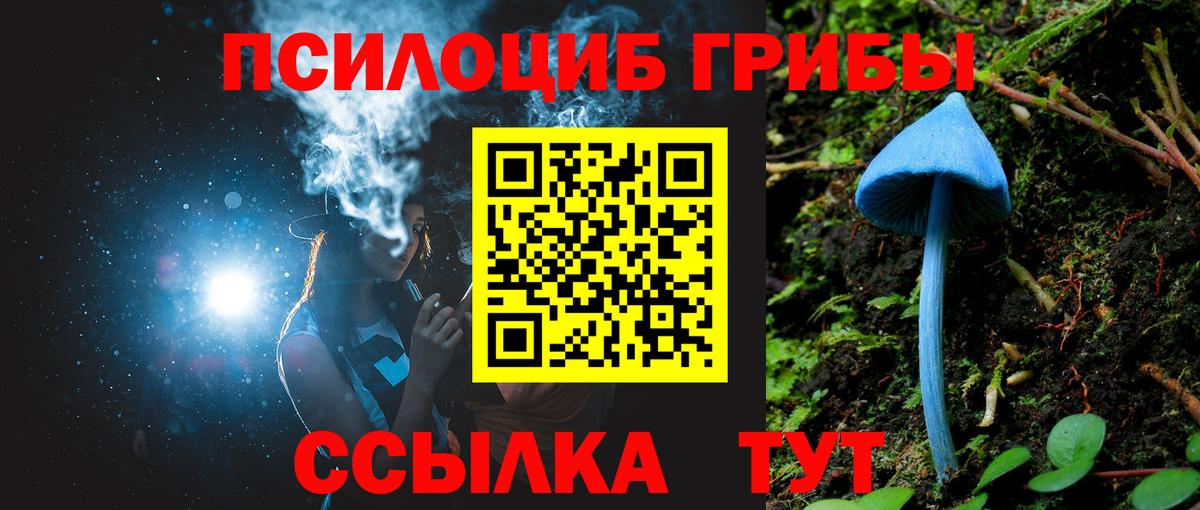 Псилоцибиновые грибы Psilocybe Северобайкальск